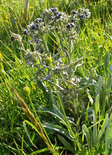 Cynoglossum magellense / Lingua di cane della Majella